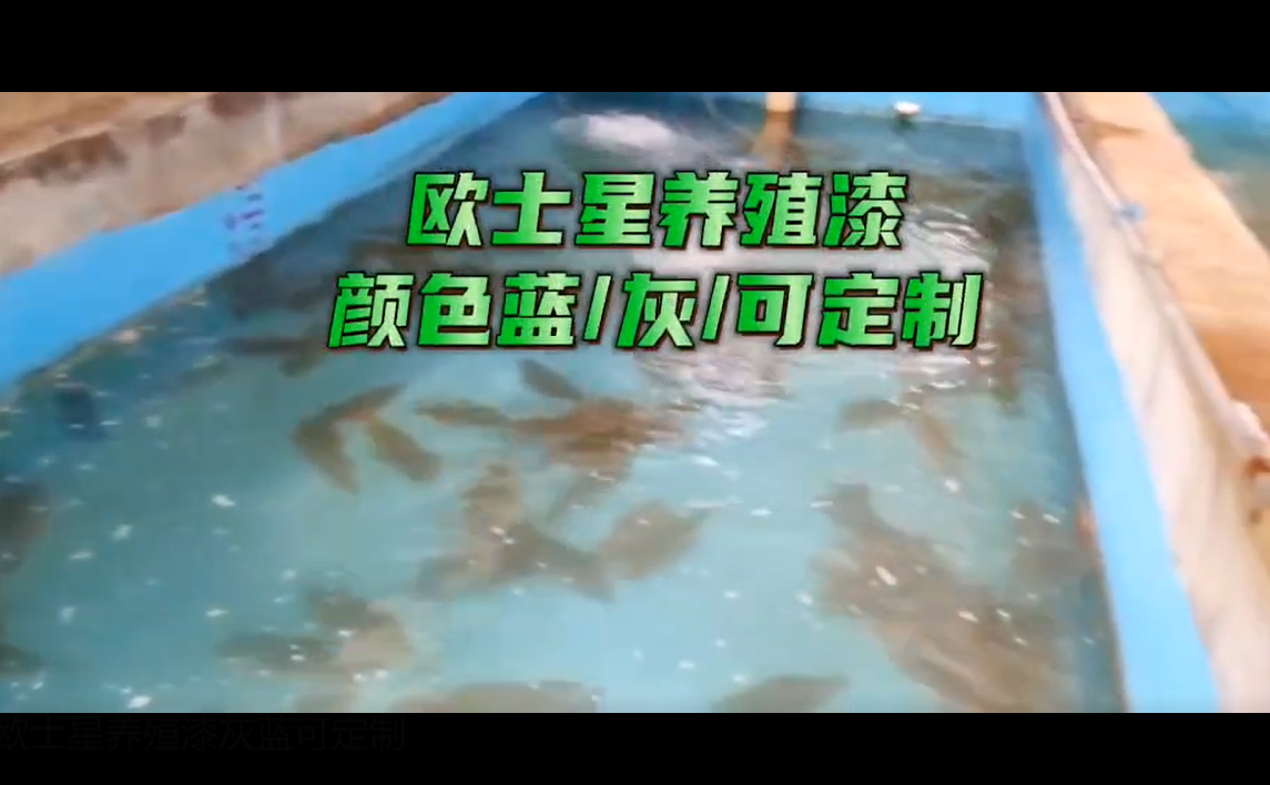 歐士星養殖漆灰/藍可定制