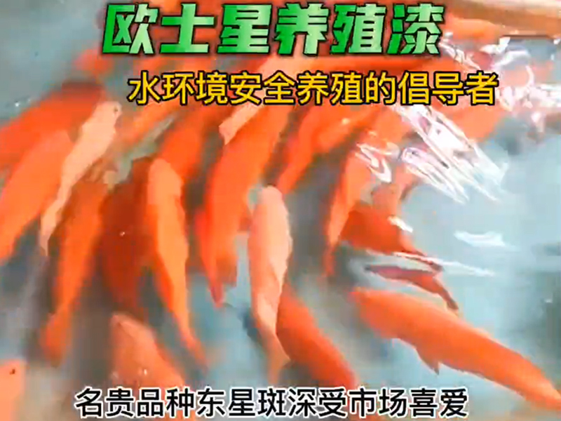 東星斑深受市場喜愛，定期刷一刷養(yǎng)殖漆給東星斑一個好的環(huán)境是必要的。刷漆前清理池子，打磨有助于養(yǎng)殖漆更好的附著，歐士星養(yǎng)殖漆安全，環(huán)保，施工簡便，施工人員無需帶面罩，均勻涂刷5-7天即可放水養(yǎng)殖，#水產(chǎn)養(yǎng)殖 #東星斑 #歐士星養(yǎng)殖漆