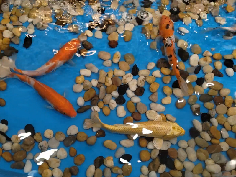 廈門歐士星有漆，有水，有魚。